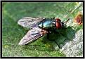 Click image for larger version

Name:	Fly on Plum Tree.jpg
Views:	1421
Size:	75.9 KB
ID:	2317940