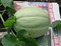 Click image for larger version

Name:	Melon.jpg
Views:	478
Size:	33.2 KB
ID:	2317947