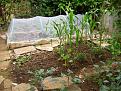 Click image for larger version

Name:	Bed and netting - small.JPG
Views:	3071
Size:	61.0 KB
ID:	2317954