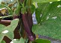 Click image for larger version

Name:	Slim Jim 3.jpg
Views:	2881
Size:	54.8 KB
ID:	2317973