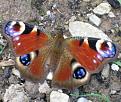 Click image for larger version

Name:	Peacock Butterfly.jpg
Views:	212
Size:	59.9 KB
ID:	2317977