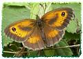 Click image for larger version

Name:	gatekeeper butterfly.jpg
Views:	174
Size:	14.8 KB
ID:	2317996