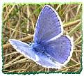 Click image for larger version

Name:	common blue butterfly.jpg
Views:	206
Size:	17.8 KB
ID:	2317997