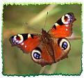Click image for larger version

Name:	peacock butterfly.jpg
Views:	181
Size:	8.8 KB
ID:	2317998
