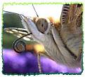 Click image for larger version

Name:	painted lady close.jpg
Views:	184
Size:	15.8 KB
ID:	2317999