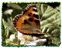 Click image for larger version

Name:	small tortoiseshell butterfly 1.jpg
Views:	171
Size:	16.4 KB
ID:	2318000