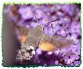 Click image for larger version

Name:	hummingbird_hawkmoth2.jpg
Views:	191
Size:	8.3 KB
ID:	2318001
