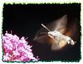 Click image for larger version

Name:	hummingbird_hawkmoth1.jpg
Views:	183
Size:	6.9 KB
ID:	2318002