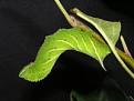 Click image for larger version

Name:	eyed hawkmoth.jpg
Views:	236
Size:	6.6 KB
ID:	2318019