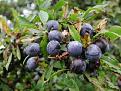 Click image for larger version

Name:	webres.18.9.05.DSCN3814%20Sloes%20beside%20Sarn%20Helen%20SN522407.jpg
Views:	13858
Size:	33.5 KB
ID:	2318035