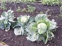 Click image for larger version

Name:	Allotment 18th Oct 06 033-400.jpg
Views:	442
Size:	27.7 KB
ID:	2318068