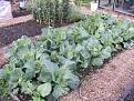Click image for larger version

Name:	Allotment 18th Oct 06 016-400.jpg
Views:	523
Size:	29.2 KB
ID:	2318069