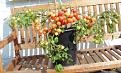 Click image for larger version

Name:	tomatobush1.jpg
Views:	287
Size:	41.5 KB
ID:	2318139
