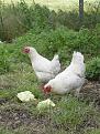 Click image for larger version

Name:	new chooks.JPG
Views:	690
Size:	95.2 KB
ID:	2318149