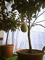 Click image for larger version

Name:	lemontree.jpg
Views:	9005
Size:	18.6 KB
ID:	2318158