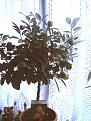 Click image for larger version

Name:	orangetree.jpg
Views:	1941
Size:	17.2 KB
ID:	2318159