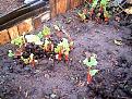 Click image for larger version

Name:	rhubarb100107sml.jpg
Views:	453
Size:	46.4 KB
ID:	2318223