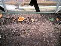 Click image for larger version

Name:	orangepeelfungussml.jpg
Views:	257
Size:	67.0 KB
ID:	2318225