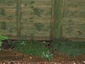 Click image for larger version

Name:	garden plants 003-400.jpg
Views:	623
Size:	13.2 KB
ID:	2318264