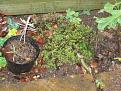 Click image for larger version

Name:	garden plants 002-400.jpg
Views:	713
Size:	26.0 KB
ID:	2318265