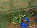 Click image for larger version

Name:	garden plants 004-400.jpg
Views:	606
Size:	17.2 KB
ID:	2318266