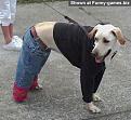 Click image for larger version

Name:	cooldog.jpg
Views:	167
Size:	30.8 KB
ID:	2318298