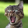 Click image for larger version

Name:	possessed-cat.jpg
Views:	181
Size:	3.8 KB
ID:	2318326