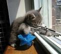 Click image for larger version

Name:	sniper.jpg
Views:	209
Size:	23.3 KB
ID:	2318327