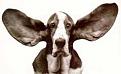 Click image for larger version

Name:	animals041.jpg
Views:	190
Size:	7.6 KB
ID:	2318329