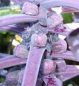 Click image for larger version

Name:	Purple Sprouts.JPG
Views:	204
Size:	53.8 KB
ID:	2318402