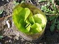 Click image for larger version

Name:	arctic lettuce-400.jpg
Views:	280
Size:	23.5 KB
ID:	2318426