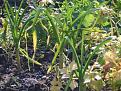 Click image for larger version

Name:	spring onions-400.jpg
Views:	297
Size:	31.1 KB
ID:	2318427