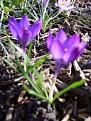 Click image for larger version

Name:	2 crocus-400.jpg
Views:	388
Size:	23.6 KB
ID:	2318428