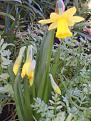 Click image for larger version

Name:	daff-400.jpg
Views:	195
Size:	20.3 KB
ID:	2318440