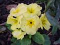 Click image for larger version

Name:	primula-400.jpg
Views:	183
Size:	11.4 KB
ID:	2318441