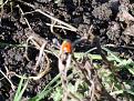 Click image for larger version

Name:	1st ladybird-400.jpg
Views:	204
Size:	28.8 KB
ID:	2318443