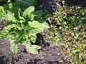 Click image for larger version

Name:	leafbeet feb-400.jpg
Views:	240
Size:	29.7 KB
ID:	2318445