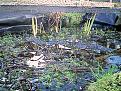 Click image for larger version

Name:	frogspawns.jpg
Views:	2626
Size:	52.6 KB
ID:	2318450