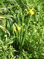 Click image for larger version

Name:	1stnarcissus-400.jpg
Views:	310
Size:	30.1 KB
ID:	2318454