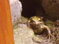 Click image for larger version

Name:	frog-400.jpg
Views:	207
Size:	10.5 KB
ID:	2318457