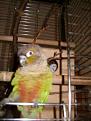 Click image for larger version

Name:	jasper &amp;amp; budget-400.jpg
Views:	294
Size:	15.0 KB
ID:	2318459