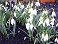 Click image for larger version

Name:	snowdrop-400.jpg
Views:	2624
Size:	25.7 KB
ID:	2318466