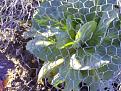 Click image for larger version

Name:	cabbage-400.jpg
Views:	488
Size:	25.5 KB
ID:	2318468