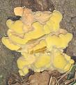 Click image for larger version

Name:	Sulphur Ploypore.jwebpg.jpg
Views:	888
Size:	47.3 KB
ID:	2318475