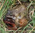 Click image for larger version

Name:	red frog.jwebpg.jpg
Views:	346
Size:	65.5 KB
ID:	2318487