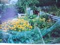 Click image for larger version

Name:	rasps,7.05-400.jpg
Views:	282
Size:	15.1 KB
ID:	2318495