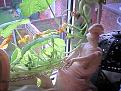 Click image for larger version

Name:	audreyflowers.jpg
Views:	287
Size:	29.9 KB
ID:	2318515