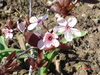 Click image for larger version

Name:	Prunus.JPG
Views:	776
Size:	12.6 KB
ID:	2318526