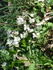 Click image for larger version

Name:	Violet odorata.JPG
Views:	341
Size:	11.3 KB
ID:	2318527
