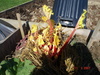 Click image for larger version

Name:	Forced Rhubarb.JPG
Views:	323
Size:	9.2 KB
ID:	2318529